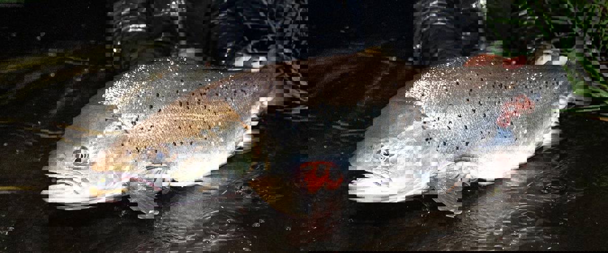 106720868 3369834303100652 2382413502804415962 N