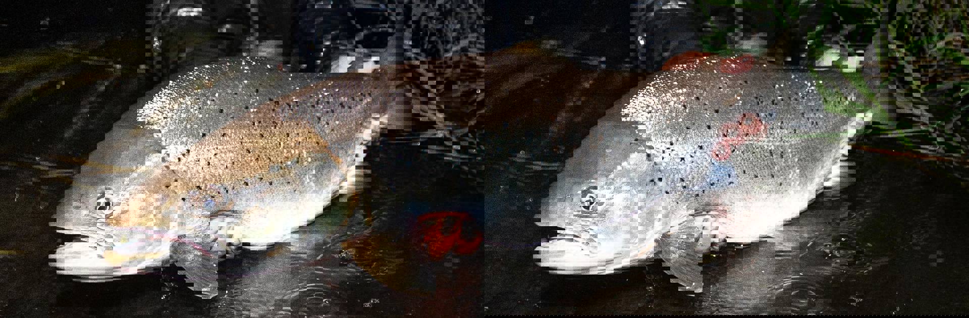 106720868 3369834303100652 2382413502804415962 N
