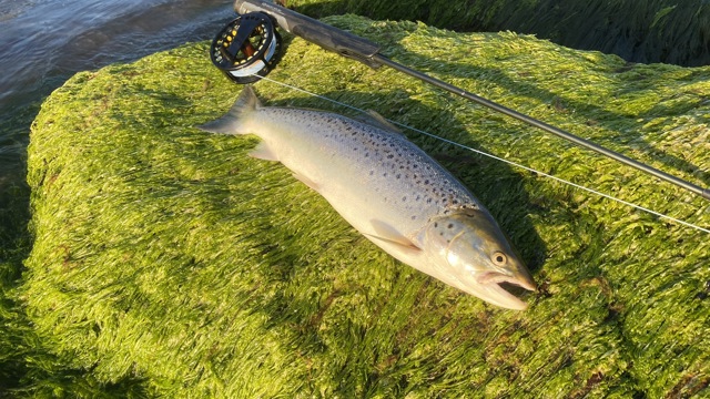 Fin fisk fanget i aftenes sidste lys - Fishing Zealand.JPEG